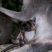 monkey_macaque_balinese_mf_ubud_v_0170_bal0170.jpg